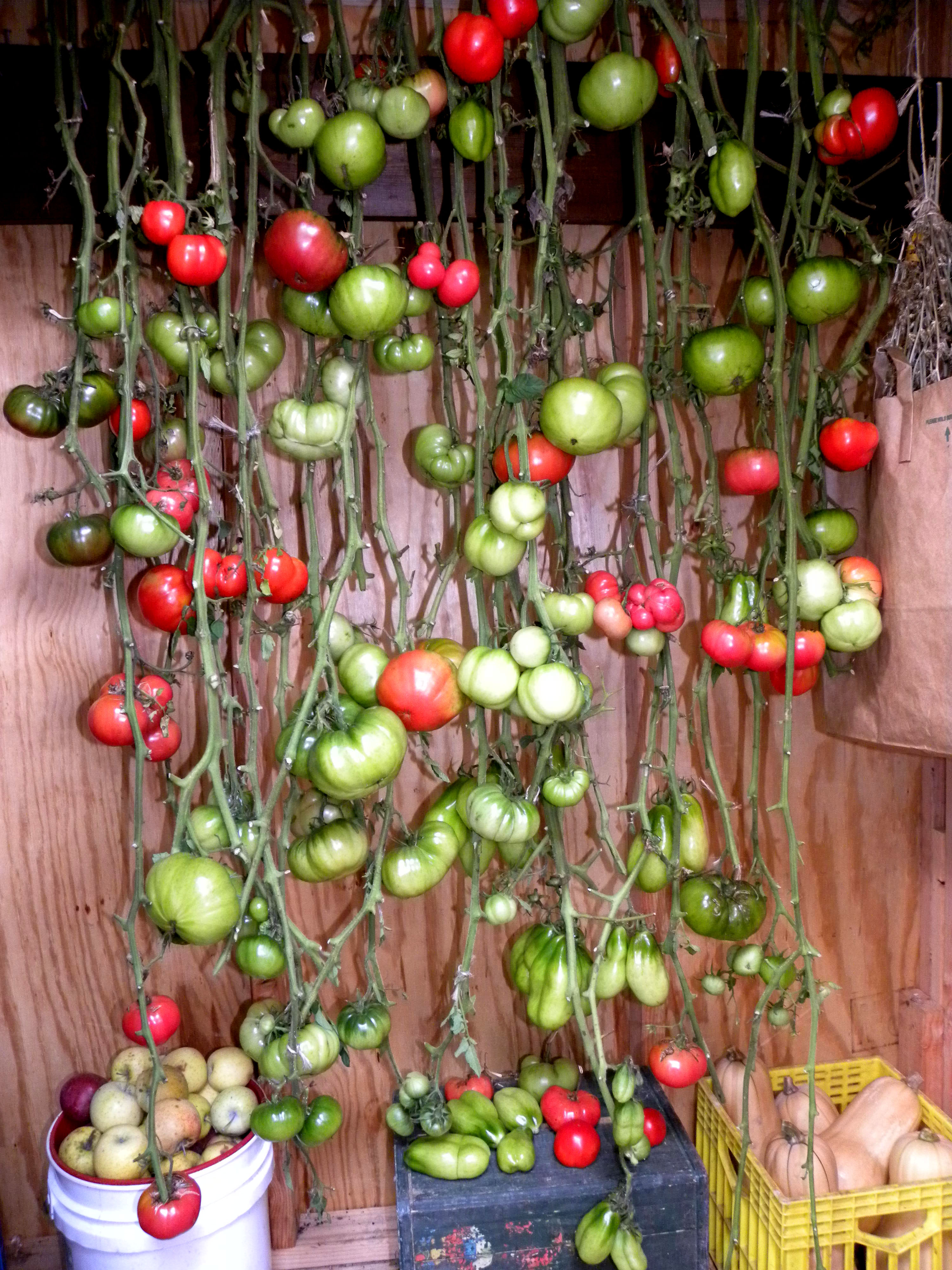 Ripening Tomatoes Indoors The Organic Italian